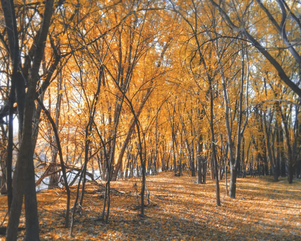 Trees in the fall with bright orange leaves.