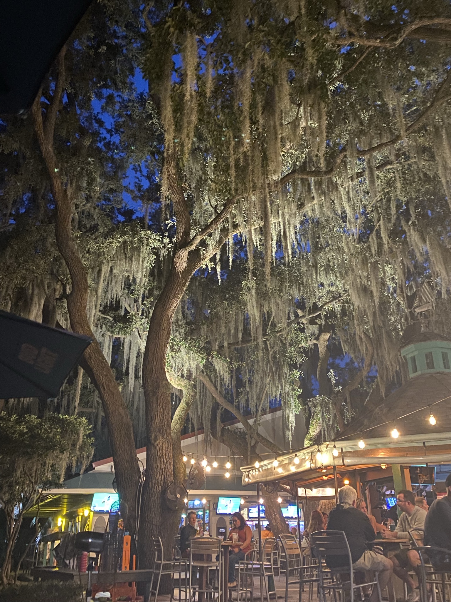 Cool Tree at Black Marlin Bayside Grill and Hurricane Bar