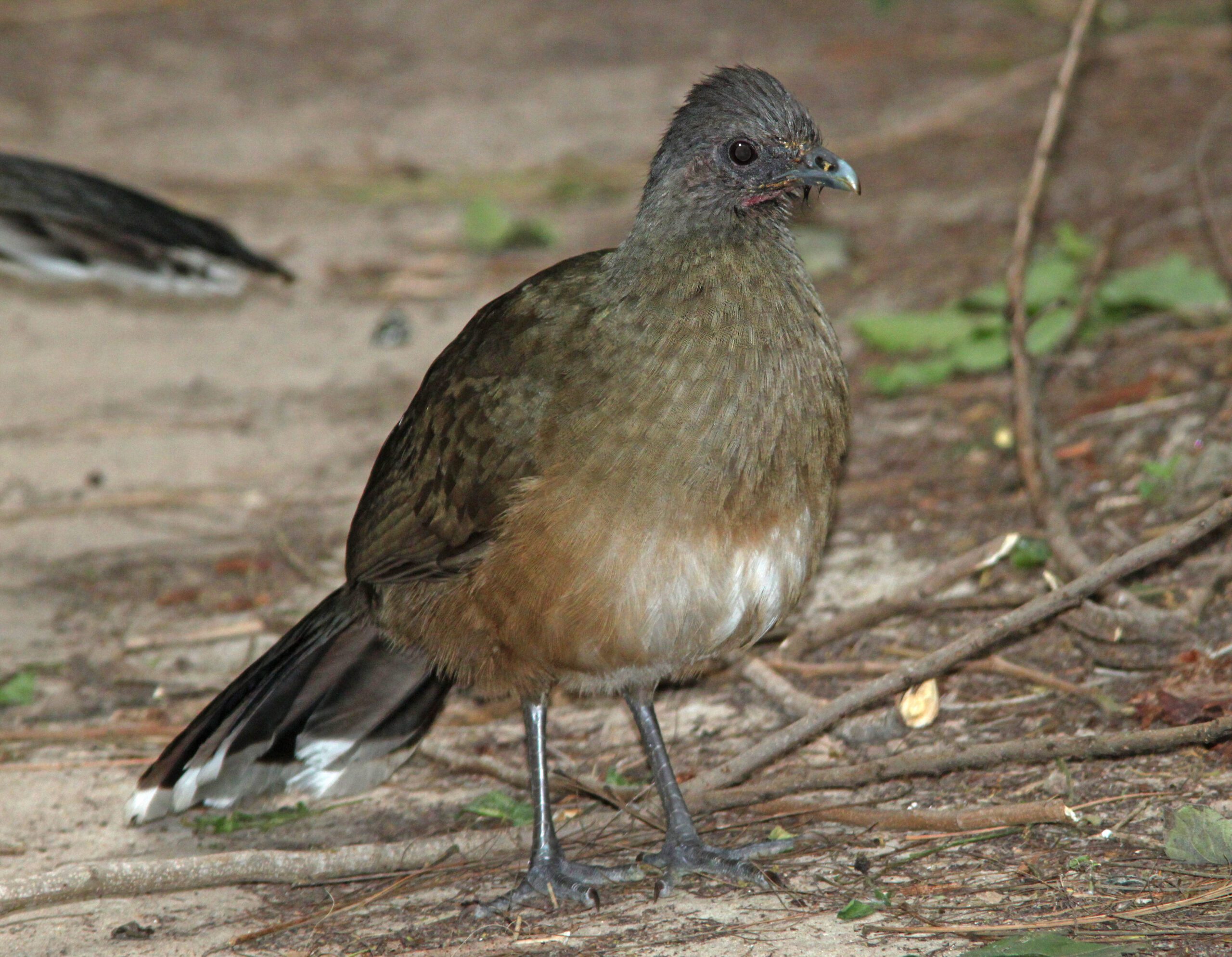 Bird seen at frontera audobon