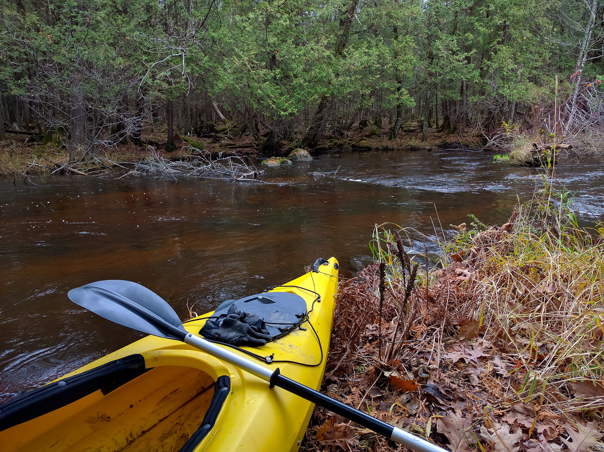 kayak on the wooded shoreline of a river