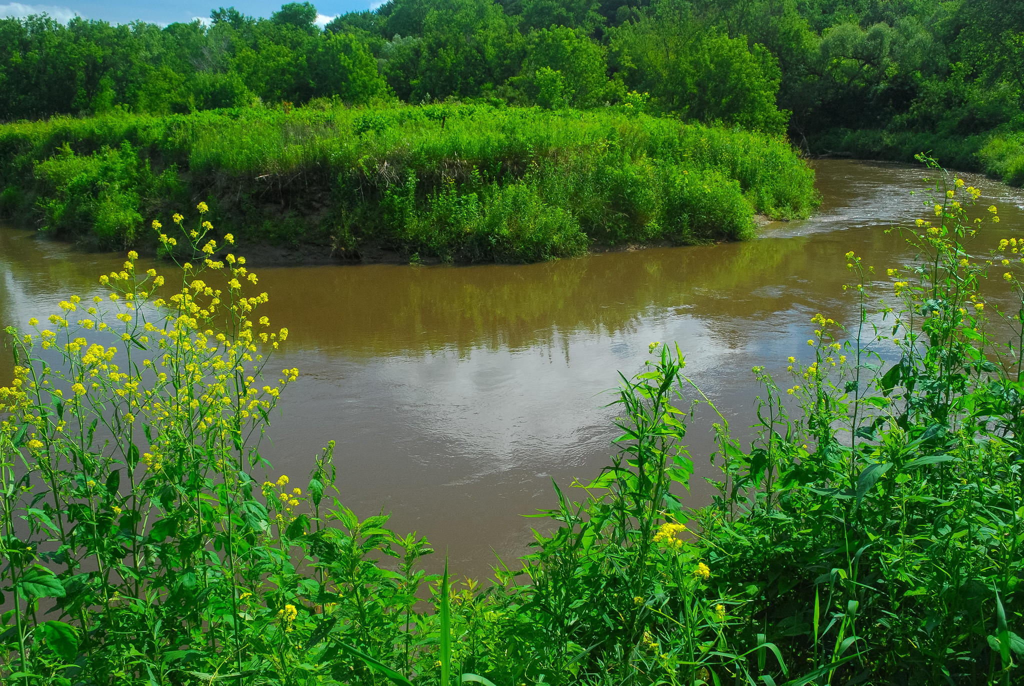 A bend in the Kickapoo River with wildflowers
