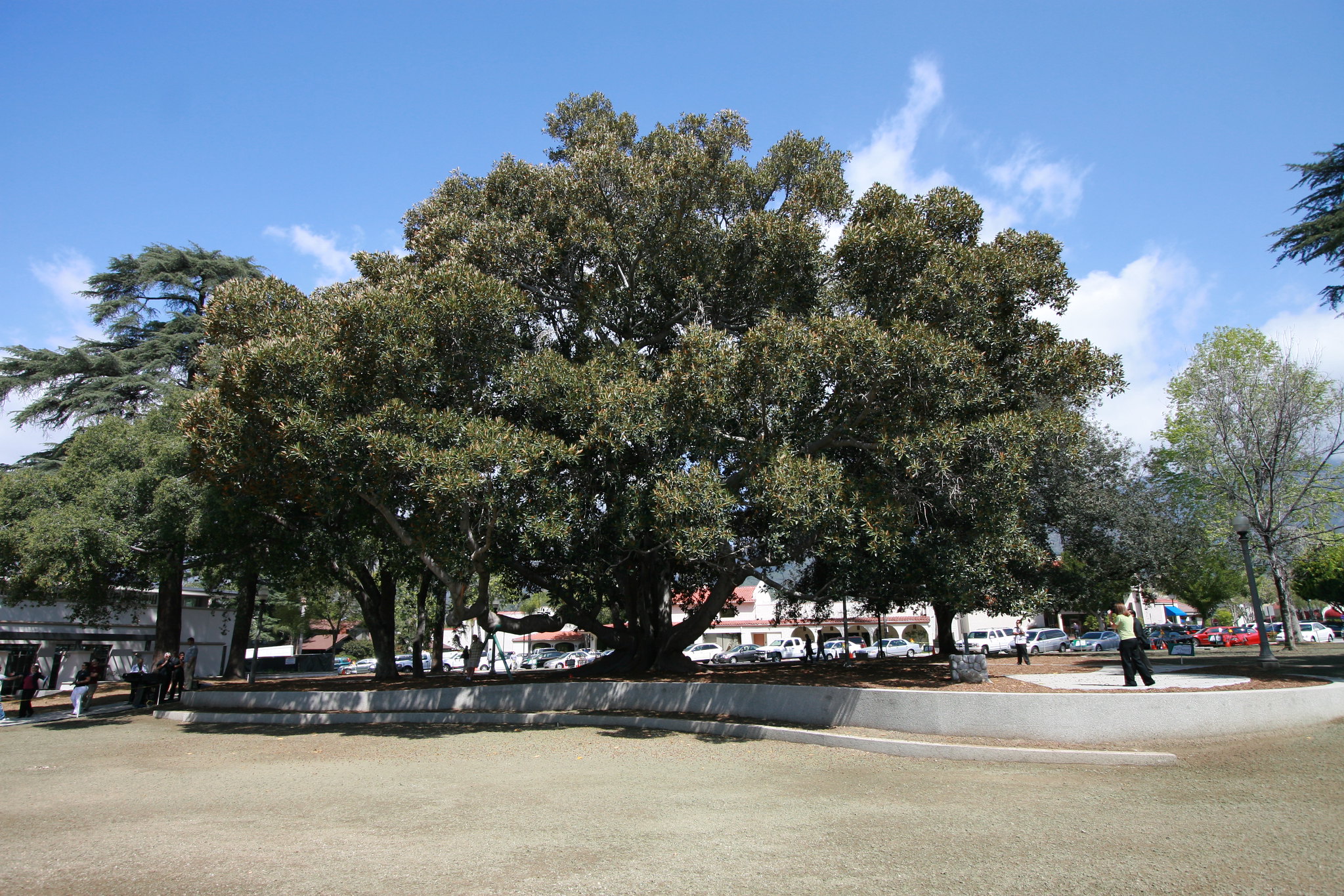Large tree in Library Park