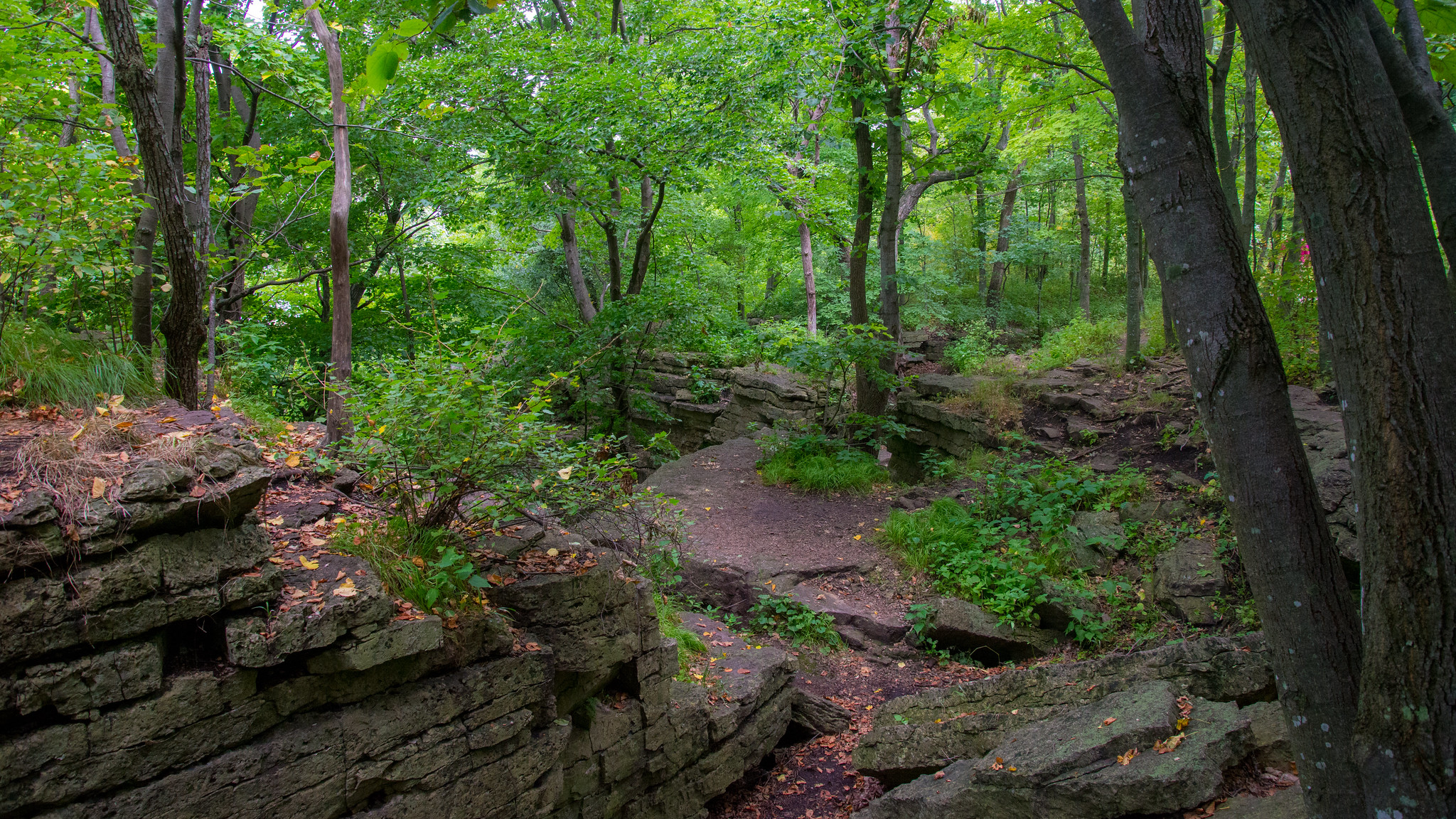 Rock outcroppings in forest
